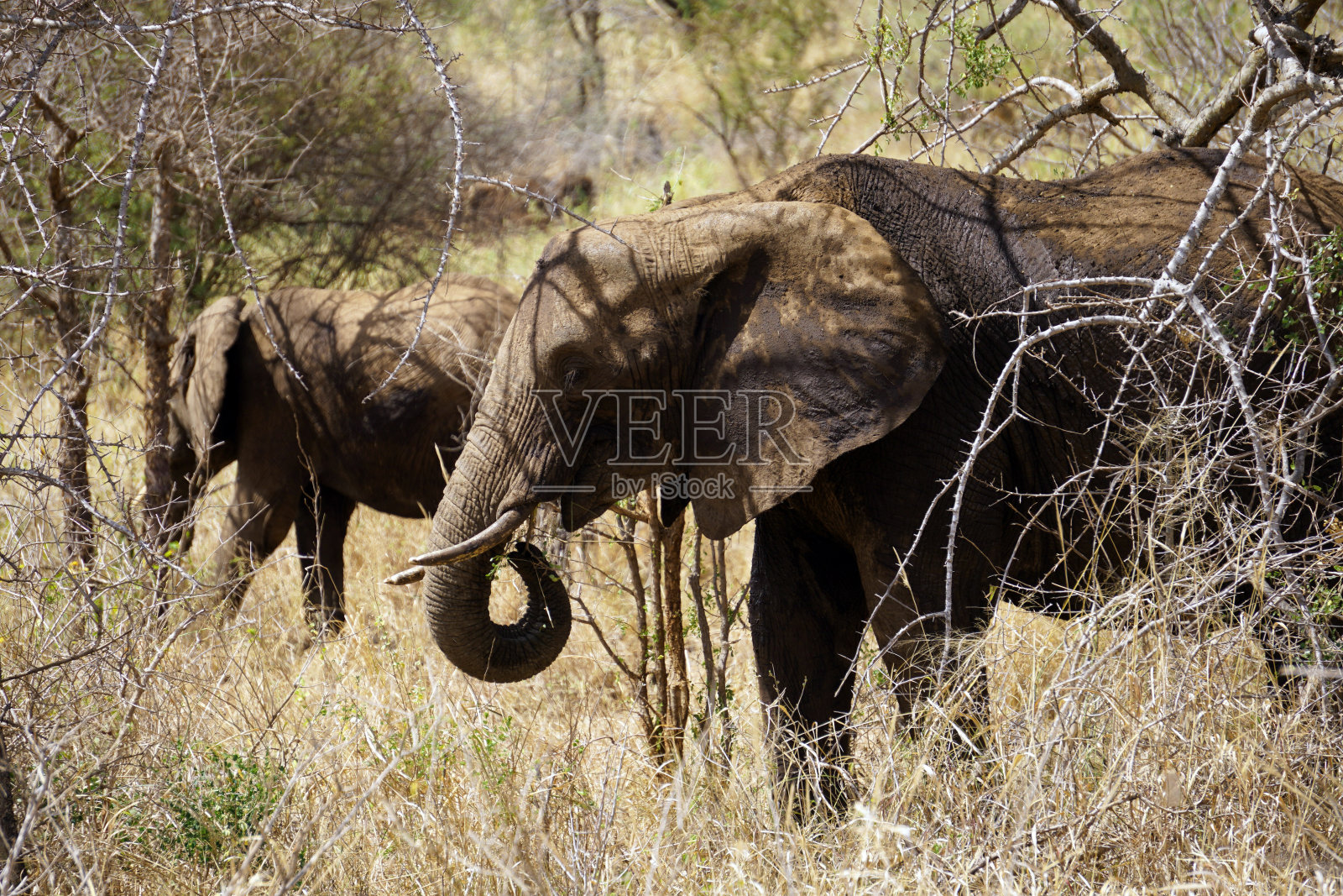 非洲象在大草原上吃草照片摄影图片