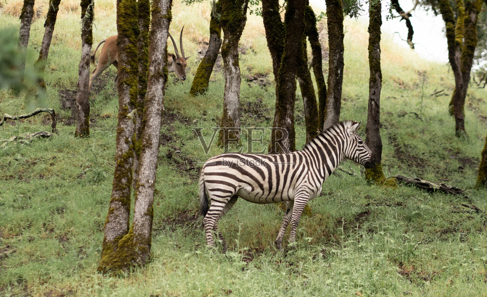 狩猎动物照片摄影图片