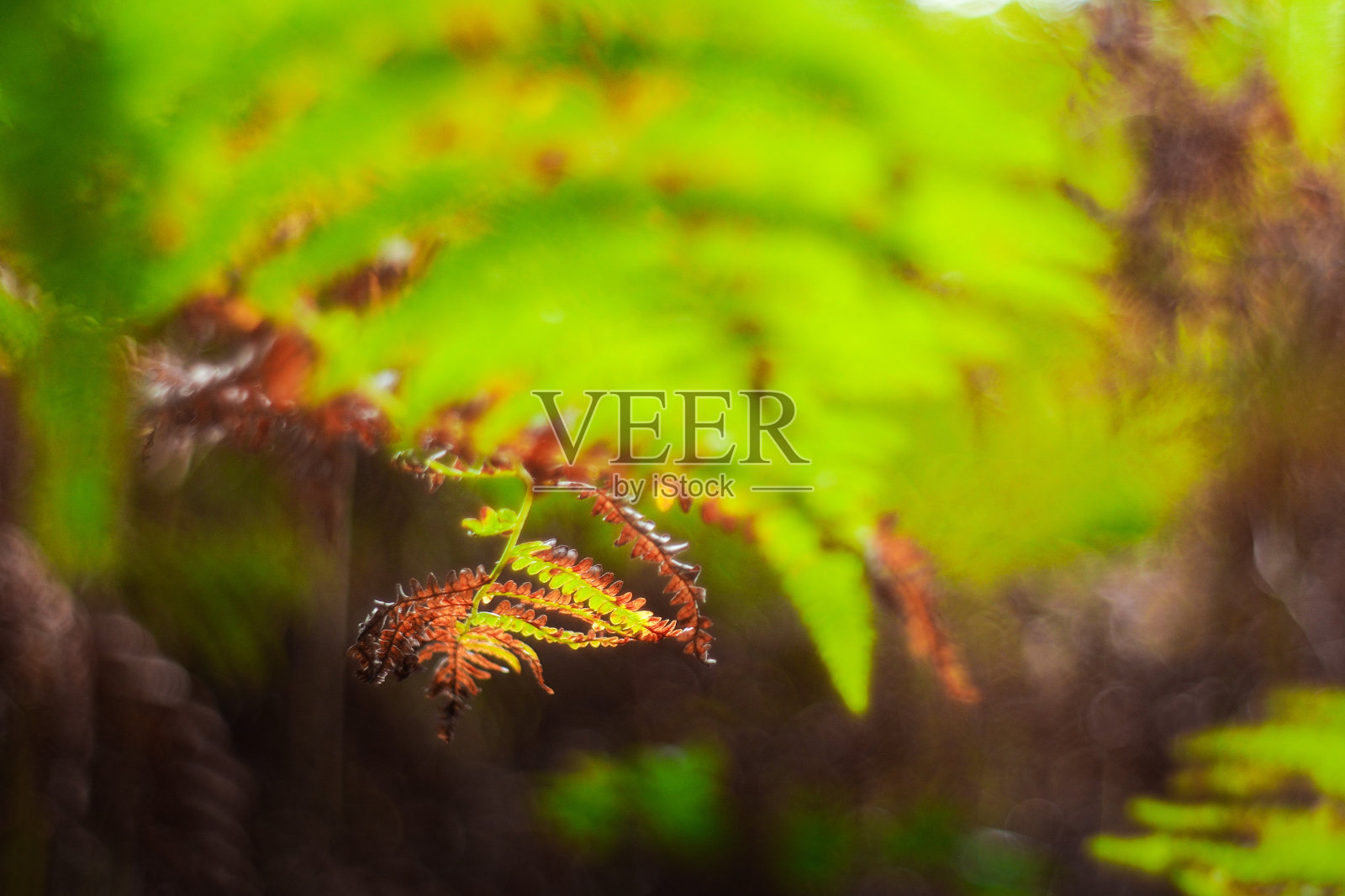 馥香特照片摄影图片