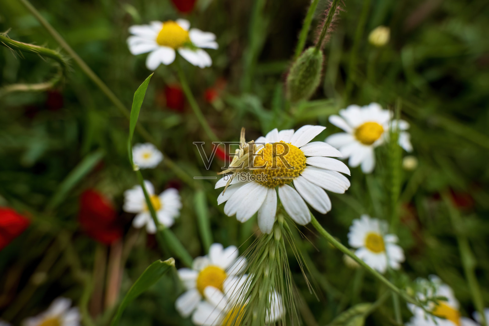 夏日里一朵雏菊和一只蜘蛛。照片摄影图片