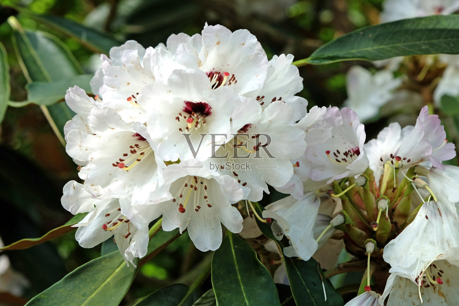 白色带深紫色的冲花雷克斯杜鹃，杜鹃之王，正在开花照片摄影图片