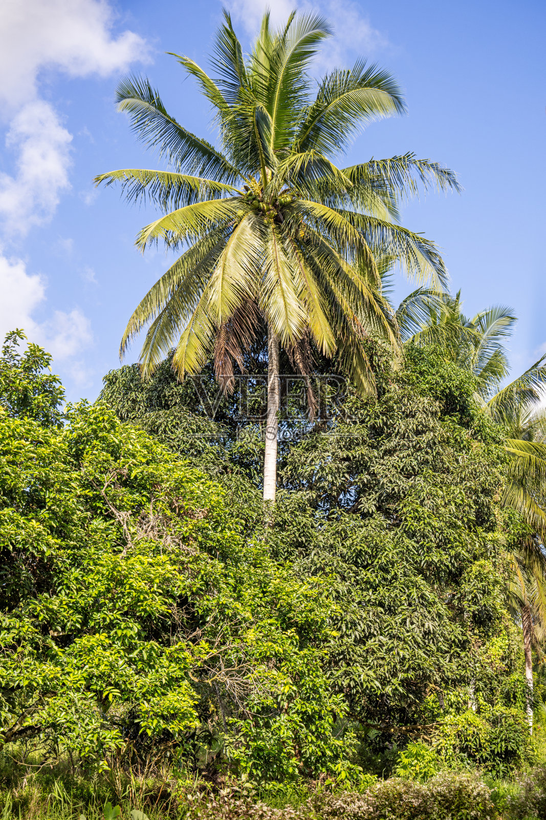 椰子树衬着蓝天照片摄影图片