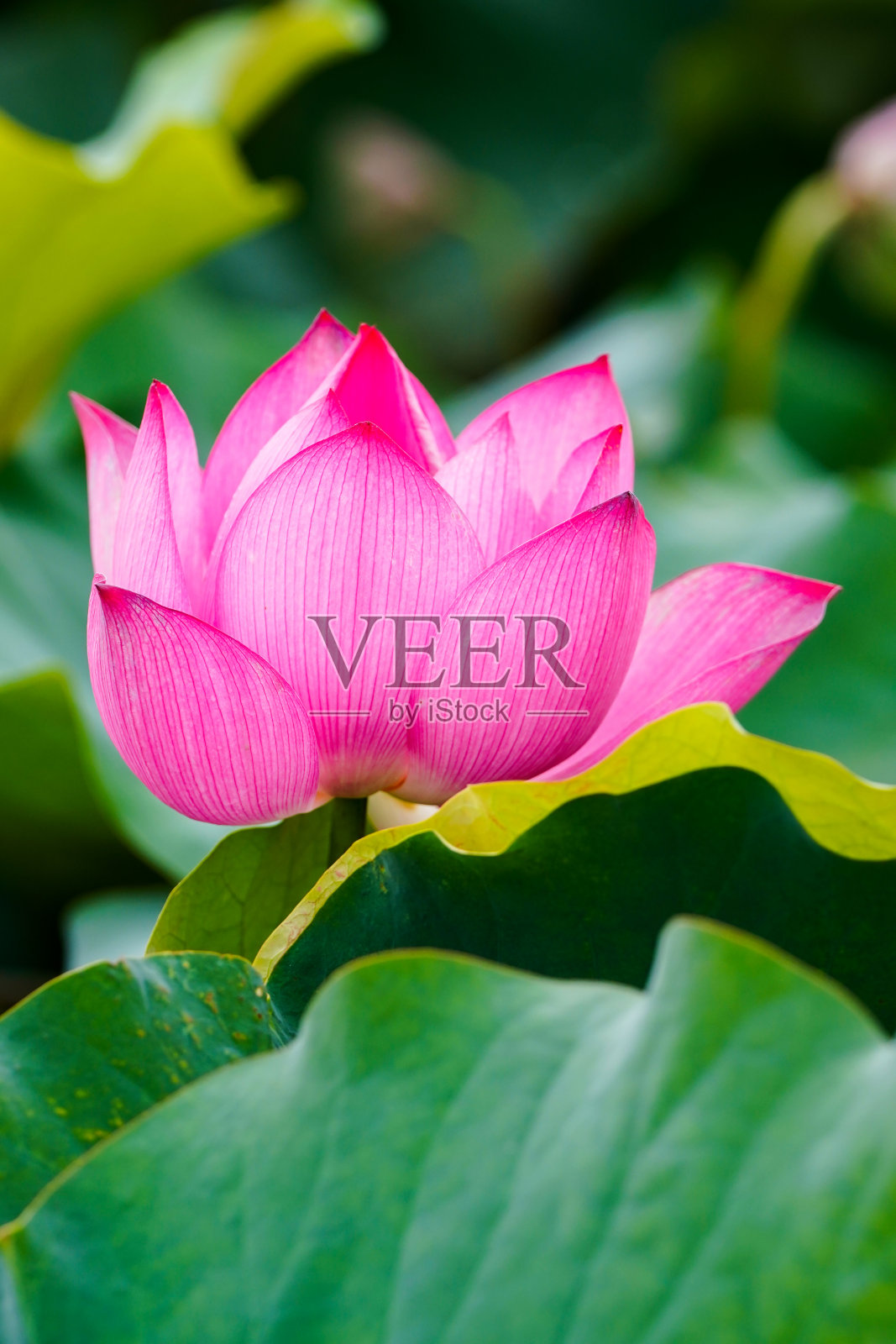 绿叶莲照片摄影图片