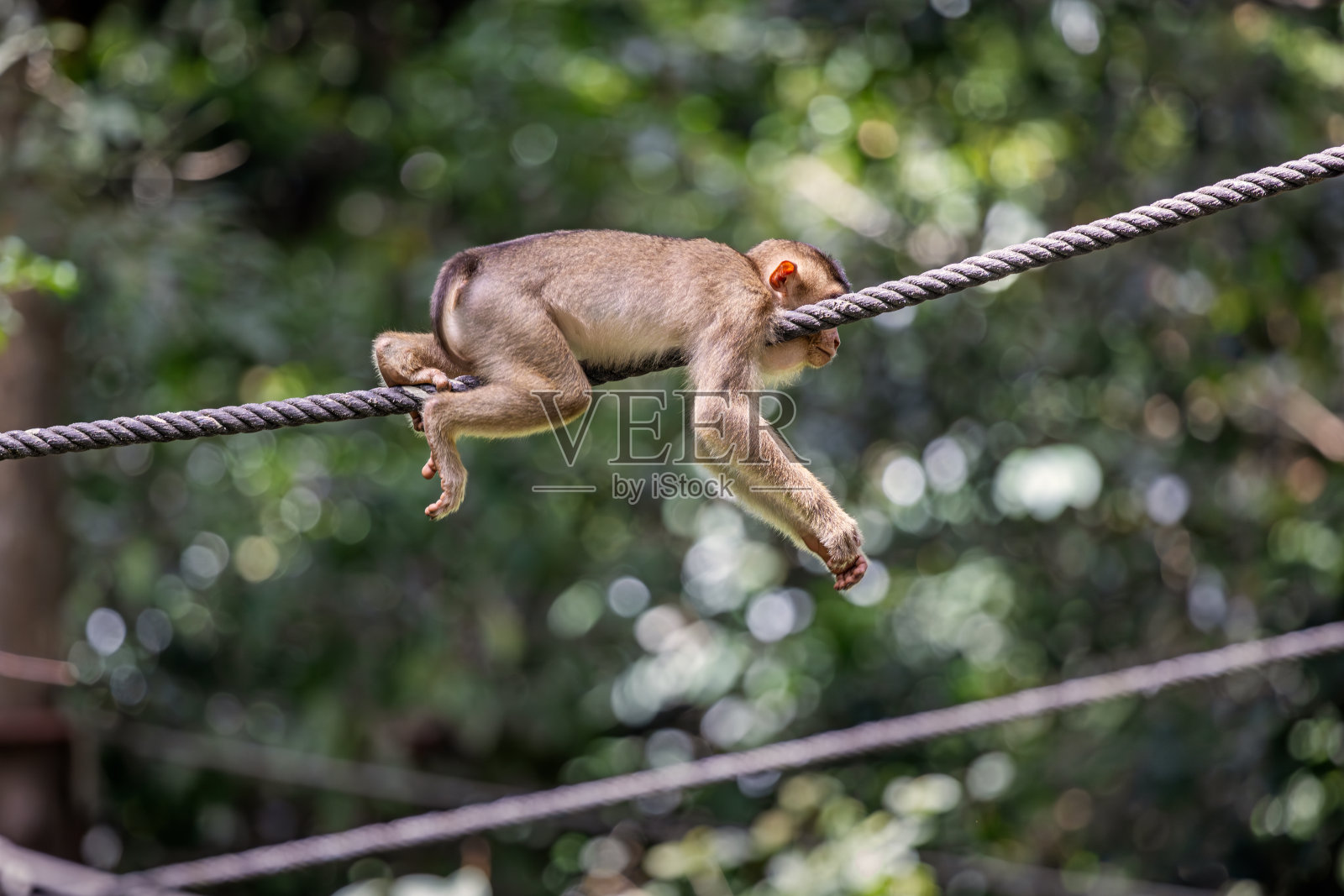 年轻的南方长尾猕猴，猕猴Nemestrina坐在一根绳子上照片摄影图片