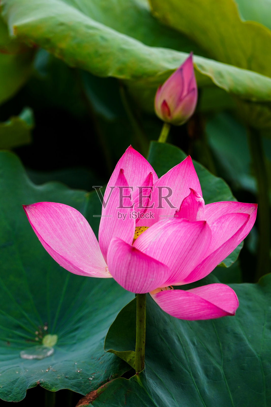 绿叶莲照片摄影图片