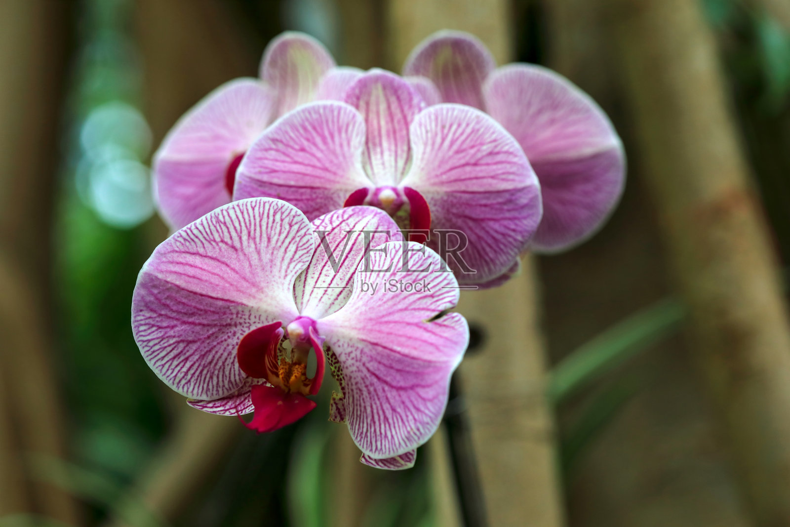 自然背景上的蛾兰花照片摄影图片