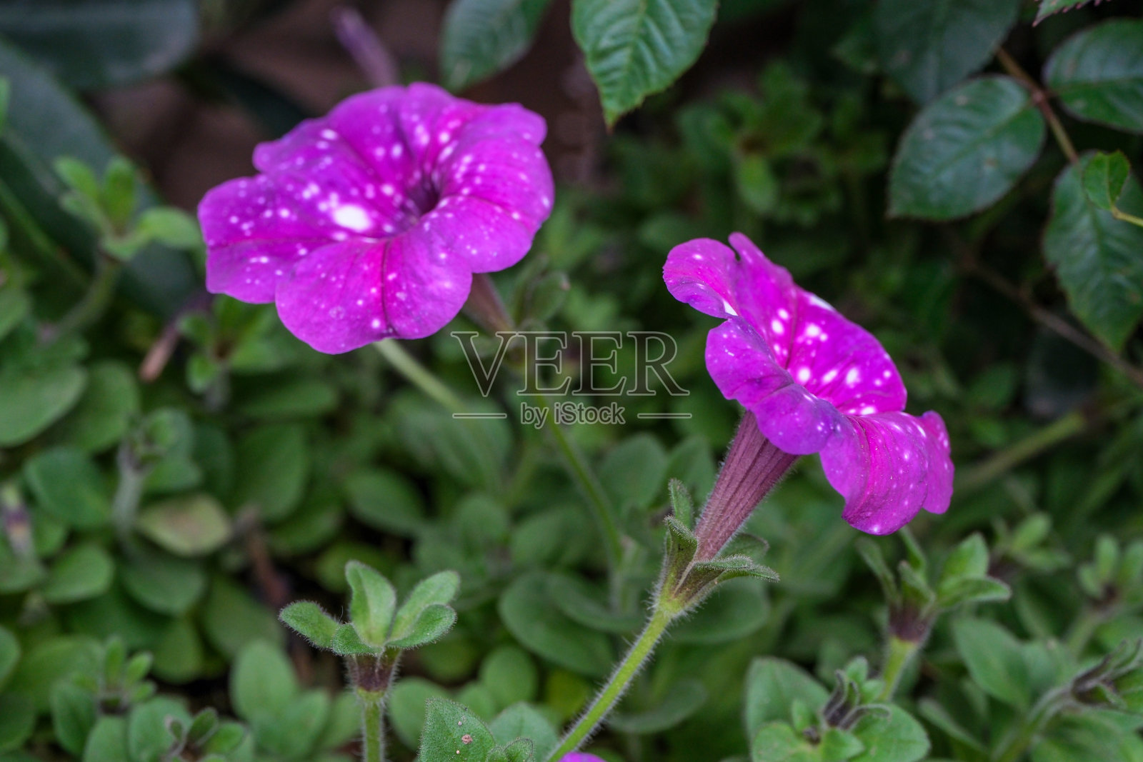 牵牛花照片摄影图片