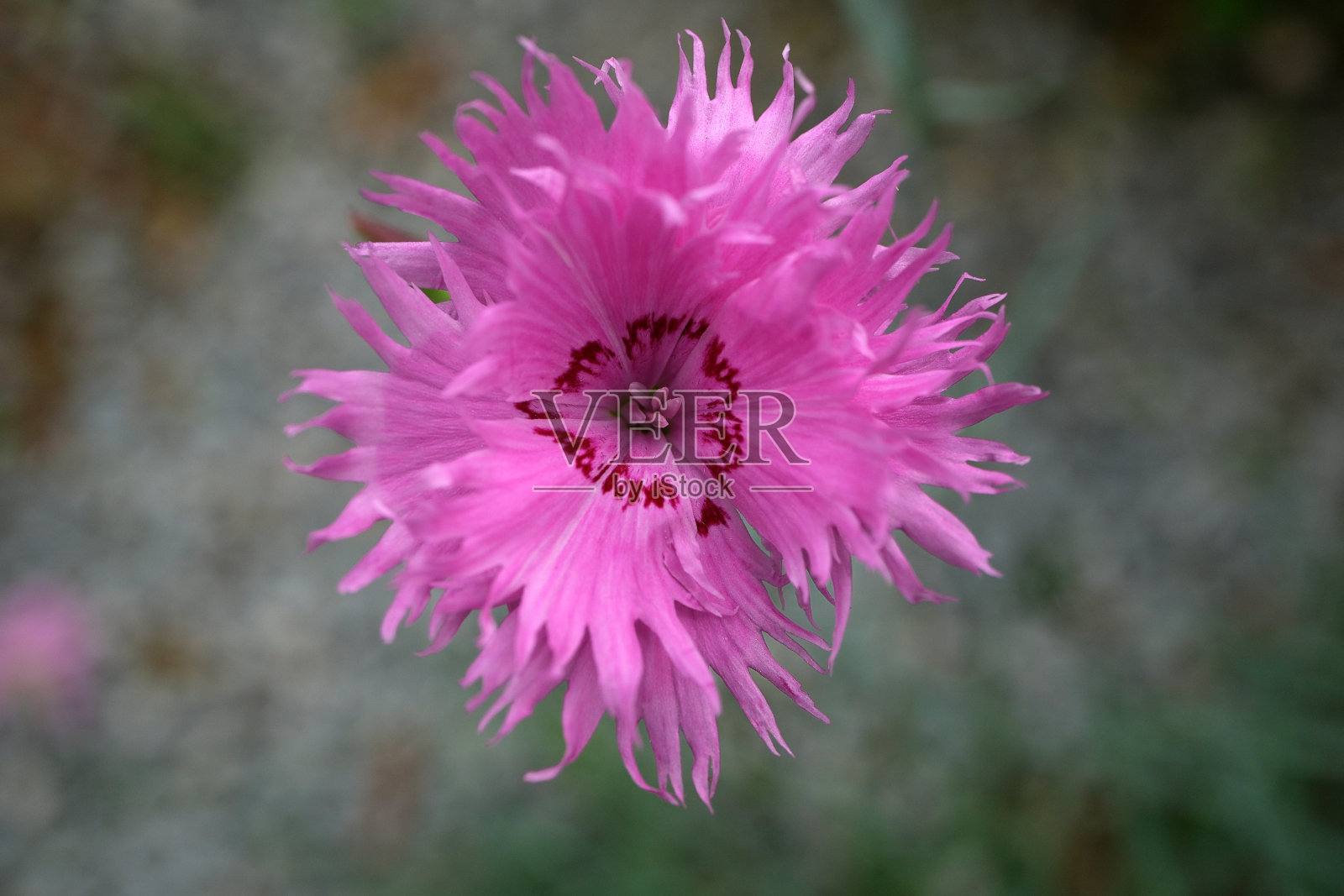 瞿麦照片摄影图片