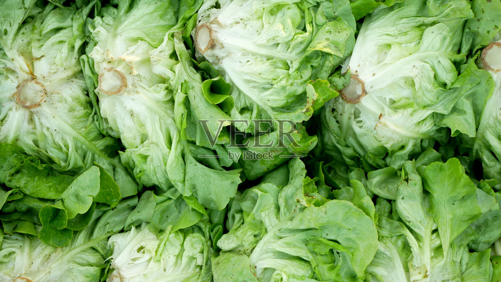 生菜绿色食品叶butterhead收获板条箱新鲜市场蔬菜收割收割苜蓿叶生物农民耕作农业农场花园天然植物叶温室有机照片摄影图片