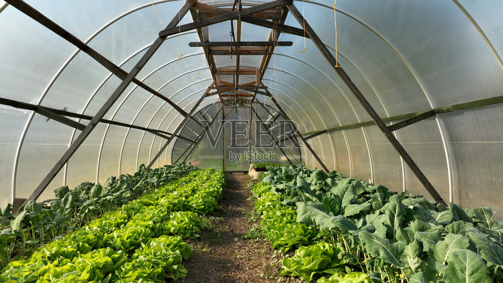 绿色生菜大头菜大棚铝箔田空中无人机农场农业收获土地萝卜白色花园生物有机甘蓝甘蓝葫芦新鲜黄瓜类水果蔬菜照片摄影图片