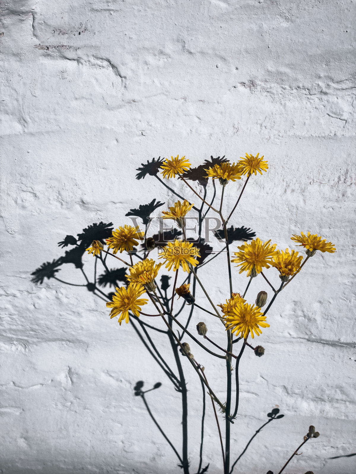 阳光下的花朵照片摄影图片