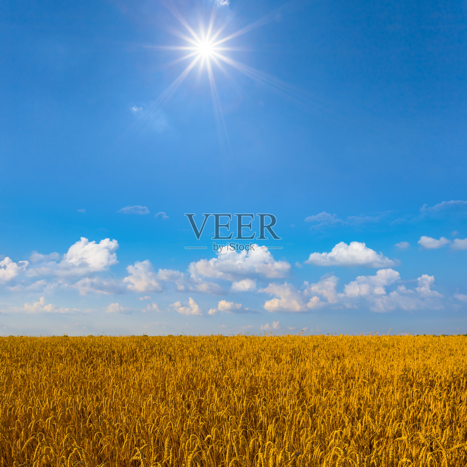 一望无际的夏日麦田，阳光下闪闪发光，夏日的农业景象照片摄影图片