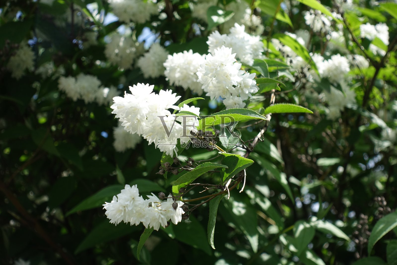 六月的重瓣白色杜鹃花照片摄影图片