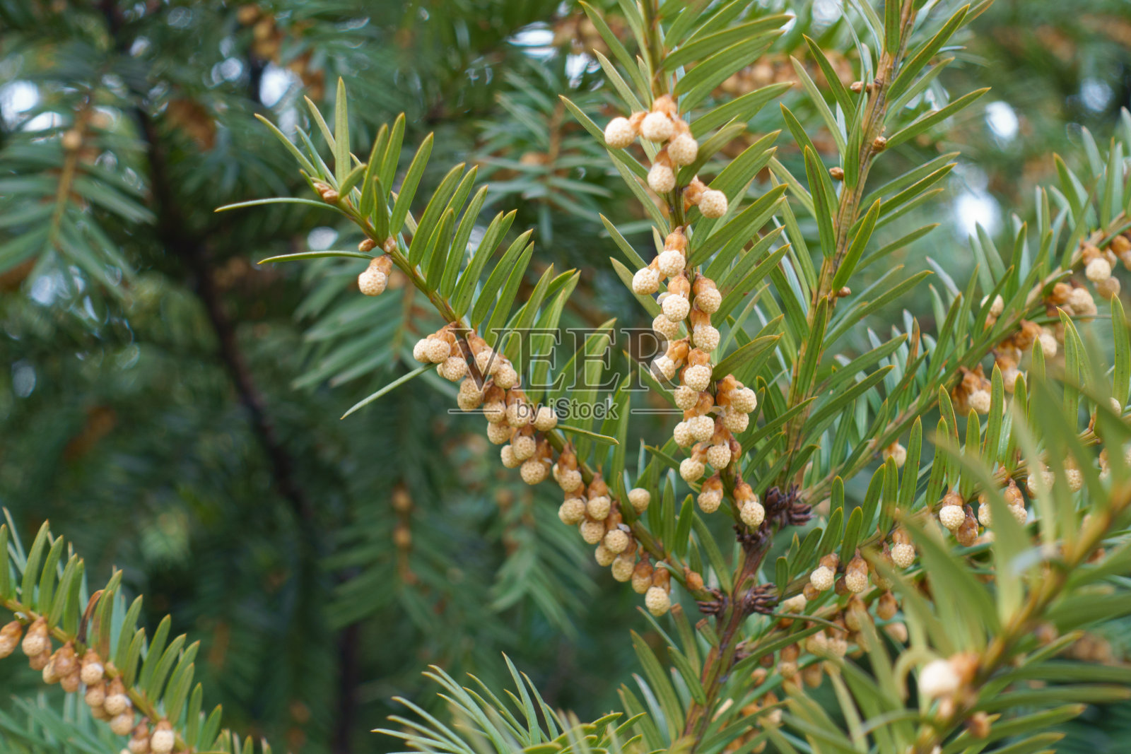 4月，有雄性球果的普通红豆杉树枝的近照照片摄影图片