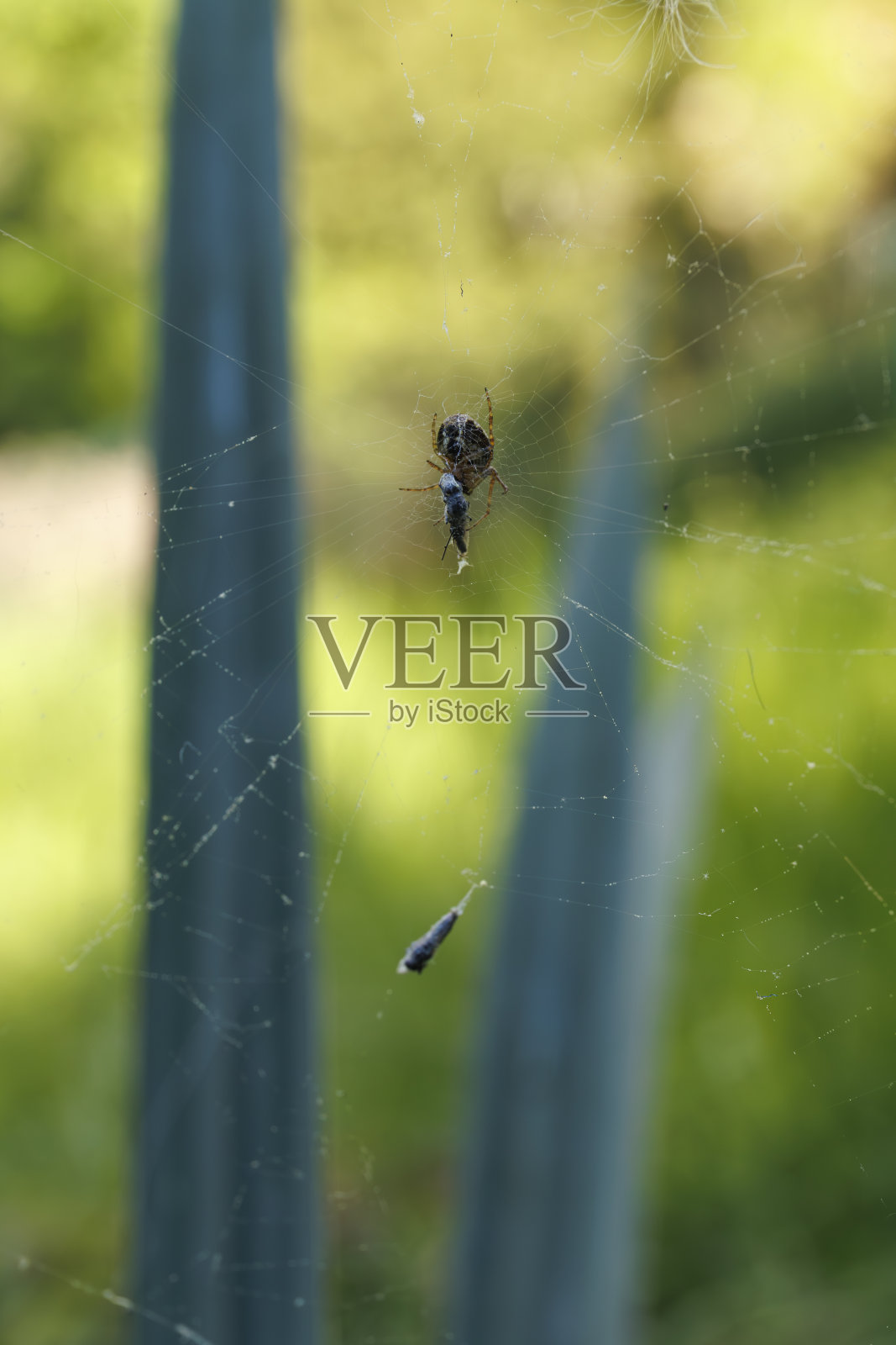 在法国巴黎的丘蒙特公园，一只蜘蛛和它的猎物被困在茧里。照片摄影图片