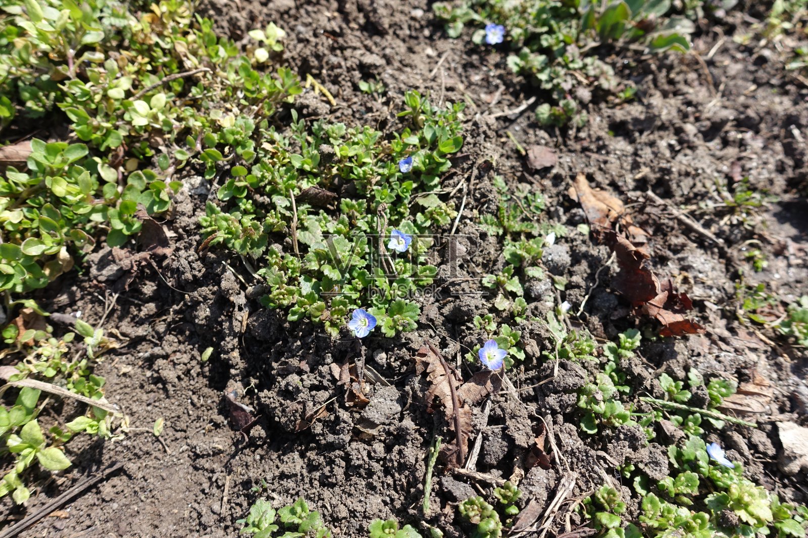 五朵蓝色的花在三月的灰色田野里绽放照片摄影图片