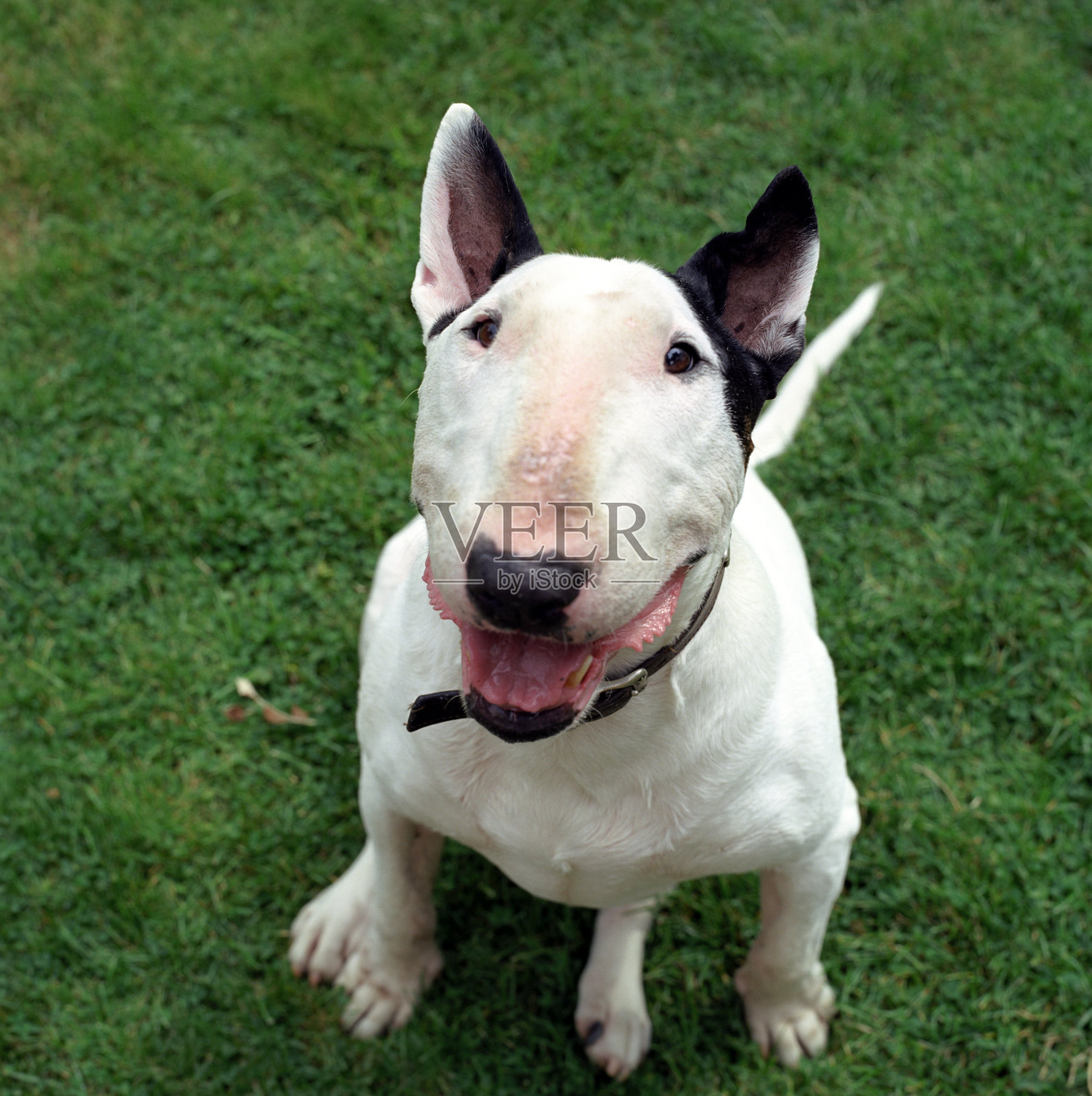 英国牛头梗照片摄影图片
