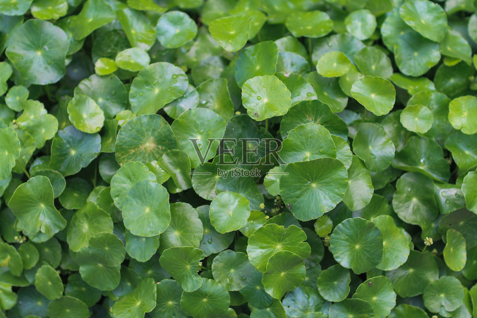 精美的叶子背景是树叶本身自然形成的图案，树叶的背景图像也常用于在背景空白的地方添加文字照片摄影图片