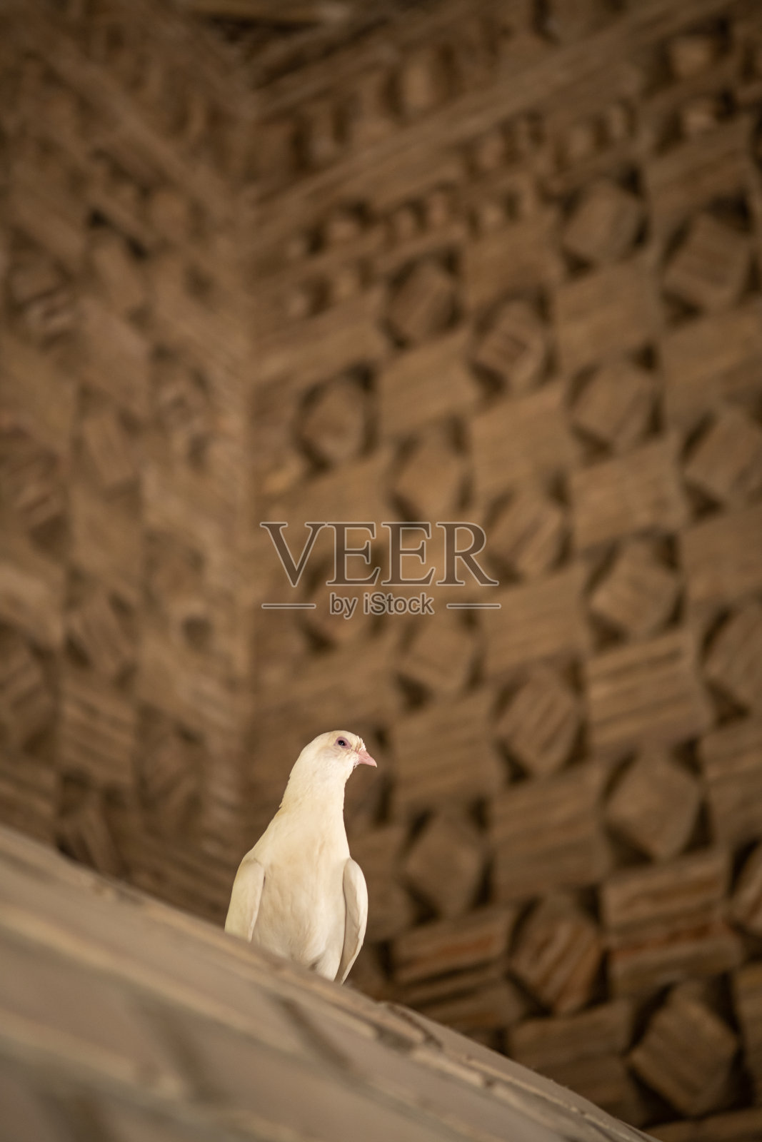 在伊斯梅尔萨马尼陵墓或萨马尼陵墓的鸽子照片摄影图片