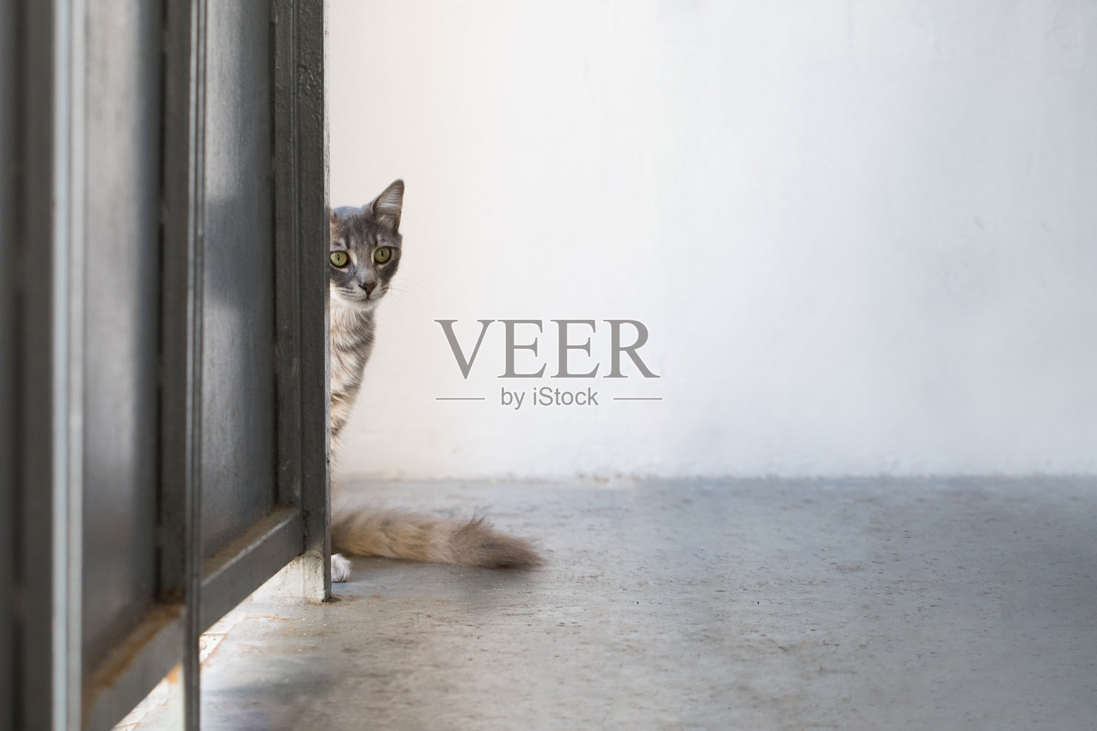灰色的猫在室内灰色的背景上向外窥视照片摄影图片