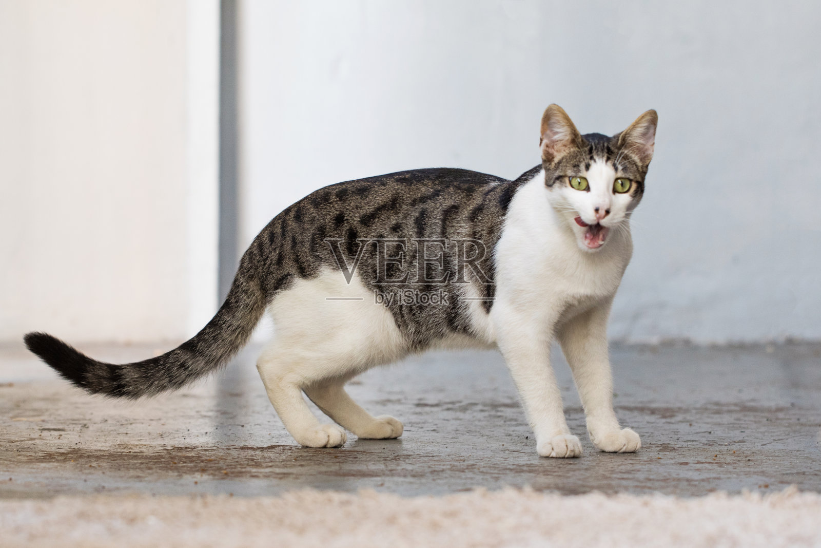 可爱的虎斑猫在家里照片摄影图片