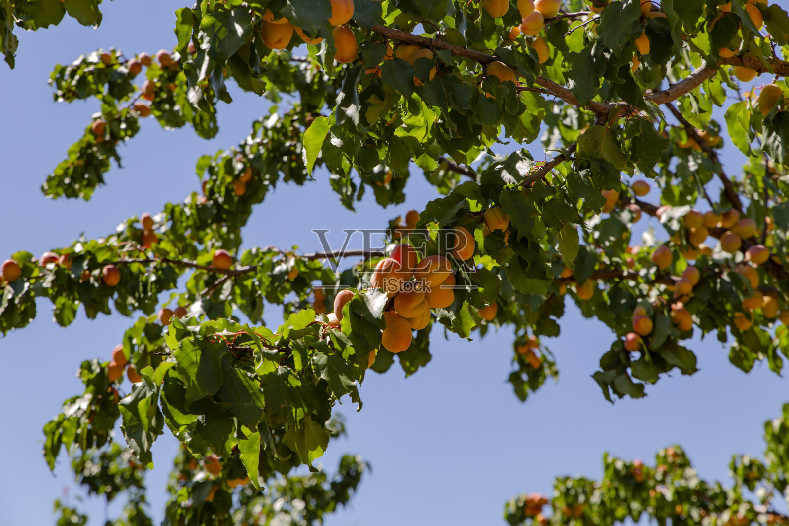 杏照片摄影图片