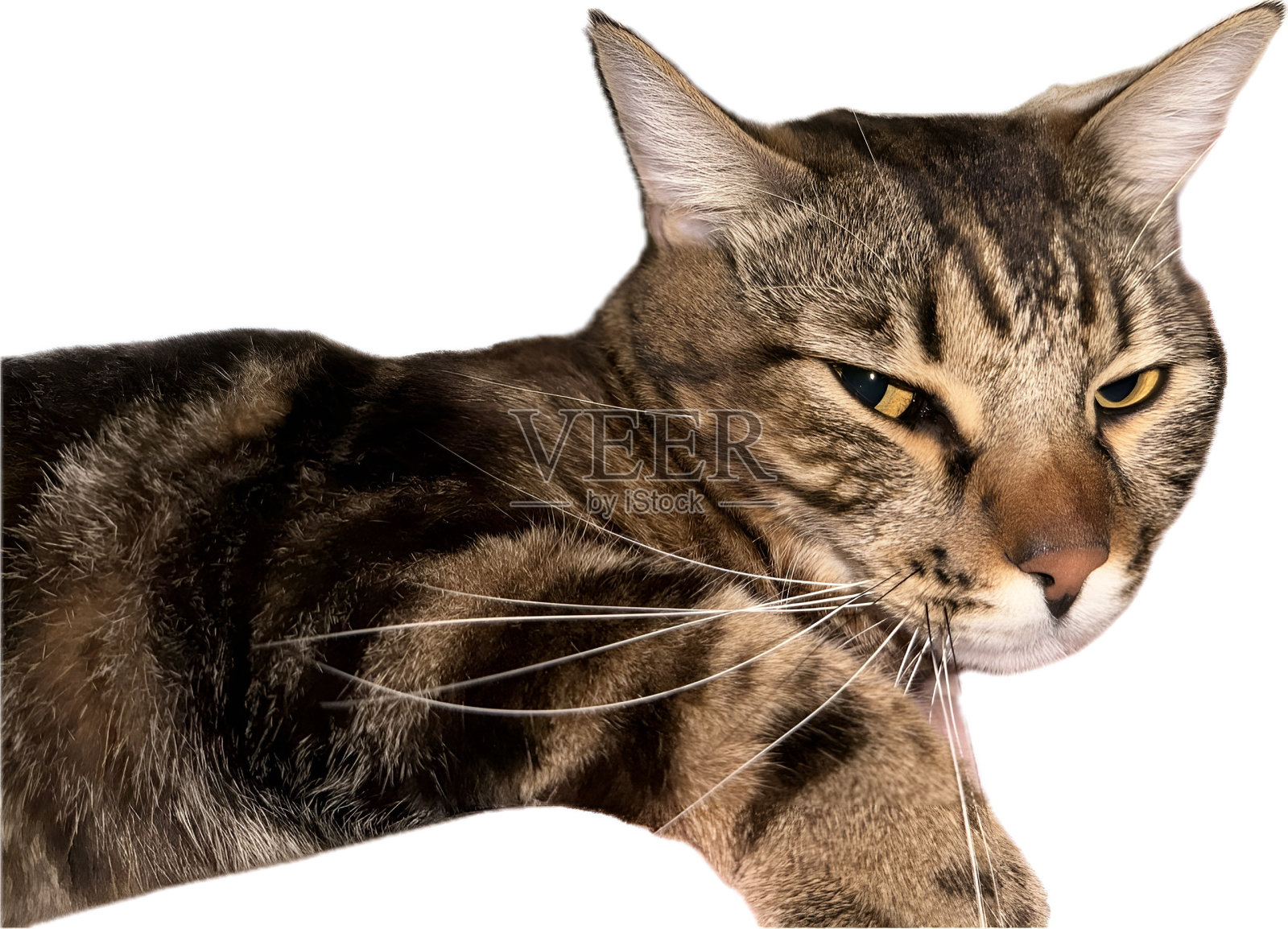 孟加拉猫照片摄影图片