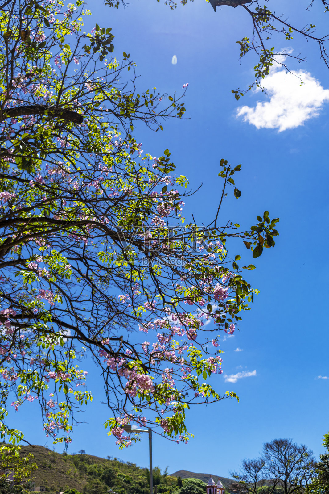 美丽的树，绿色的叶子被太阳照亮，蓝天背景和云。山。垂直的。照片摄影图片