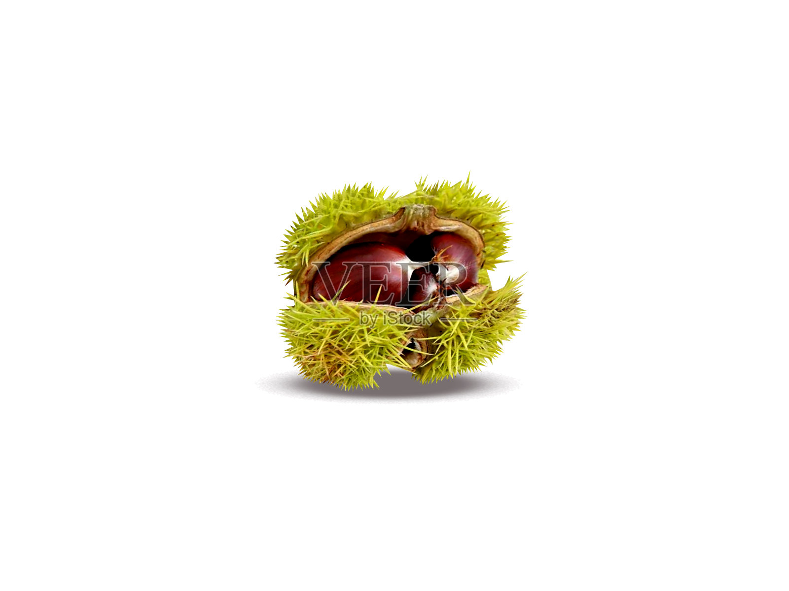 栗子照片摄影图片