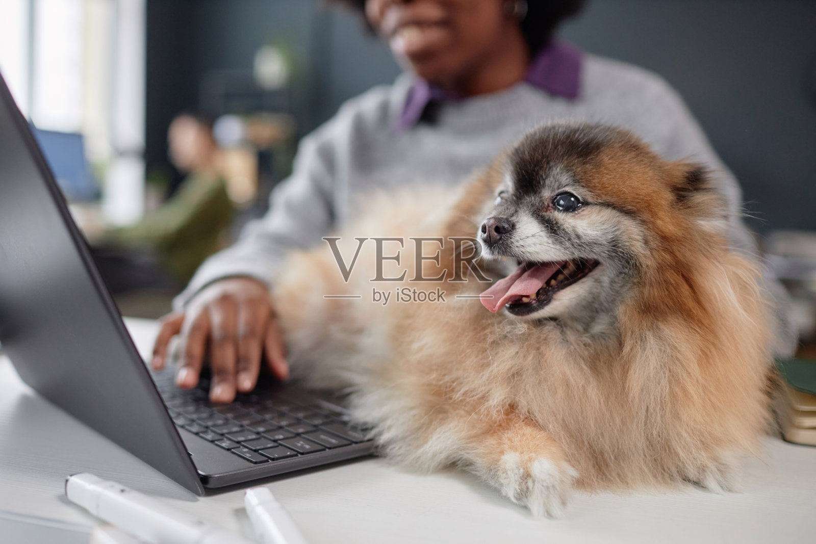 高级斯皮兹狗躺在宠物友好办公室的桌子上照片摄影图片