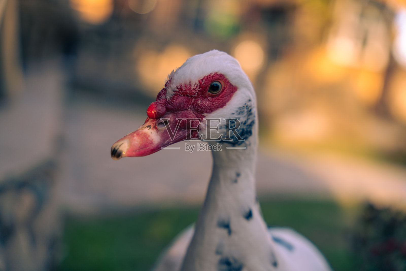 乌兹别克斯坦照片摄影图片