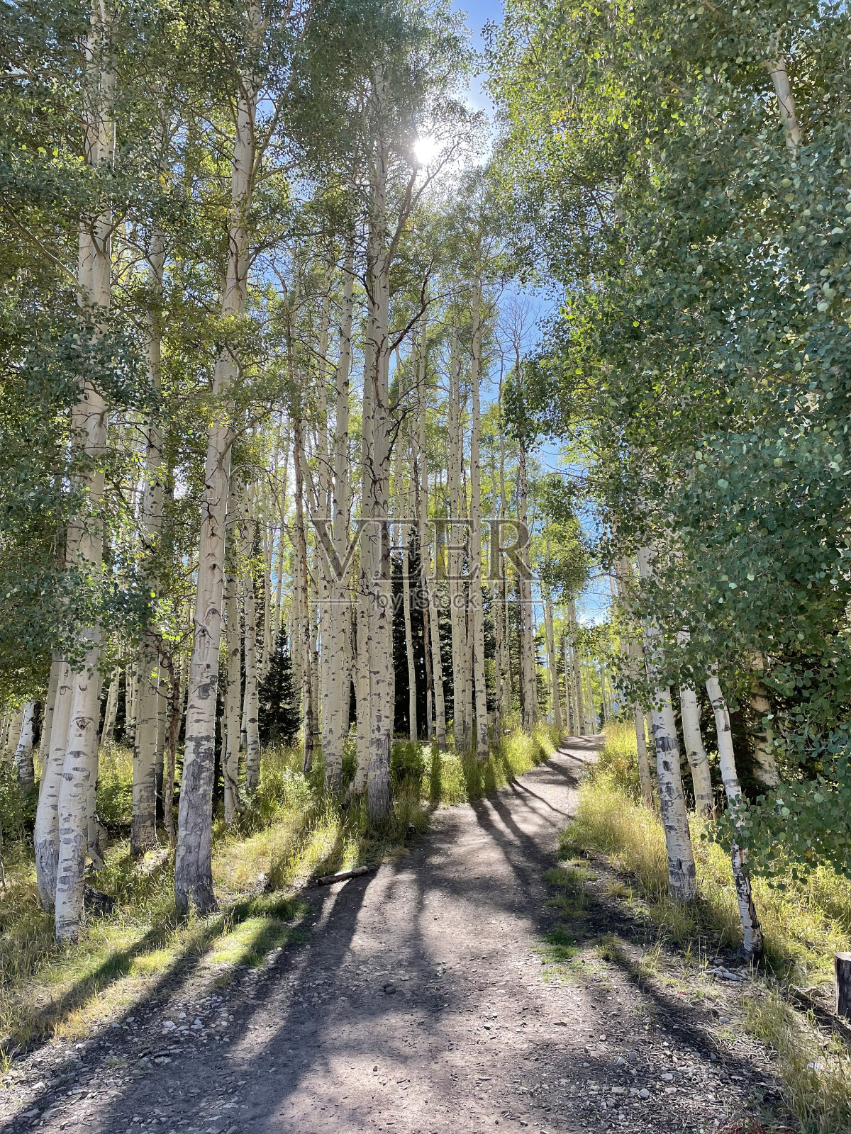 阳光下的山树照片摄影图片