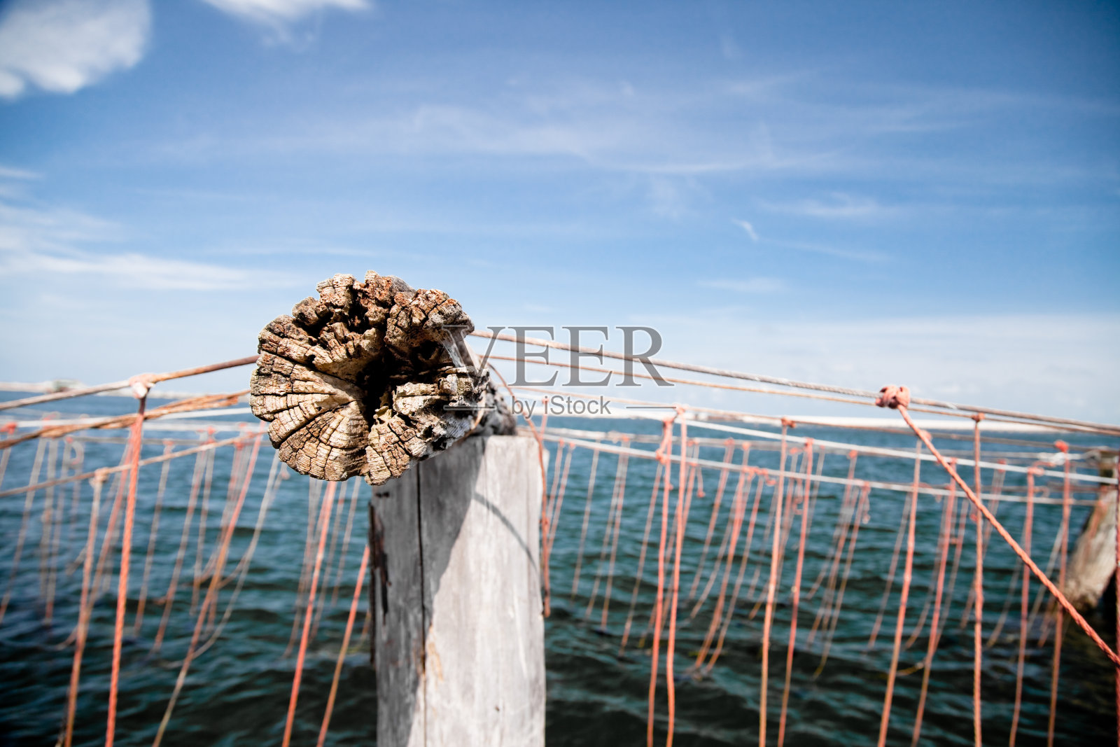 鱼的陷阱照片摄影图片