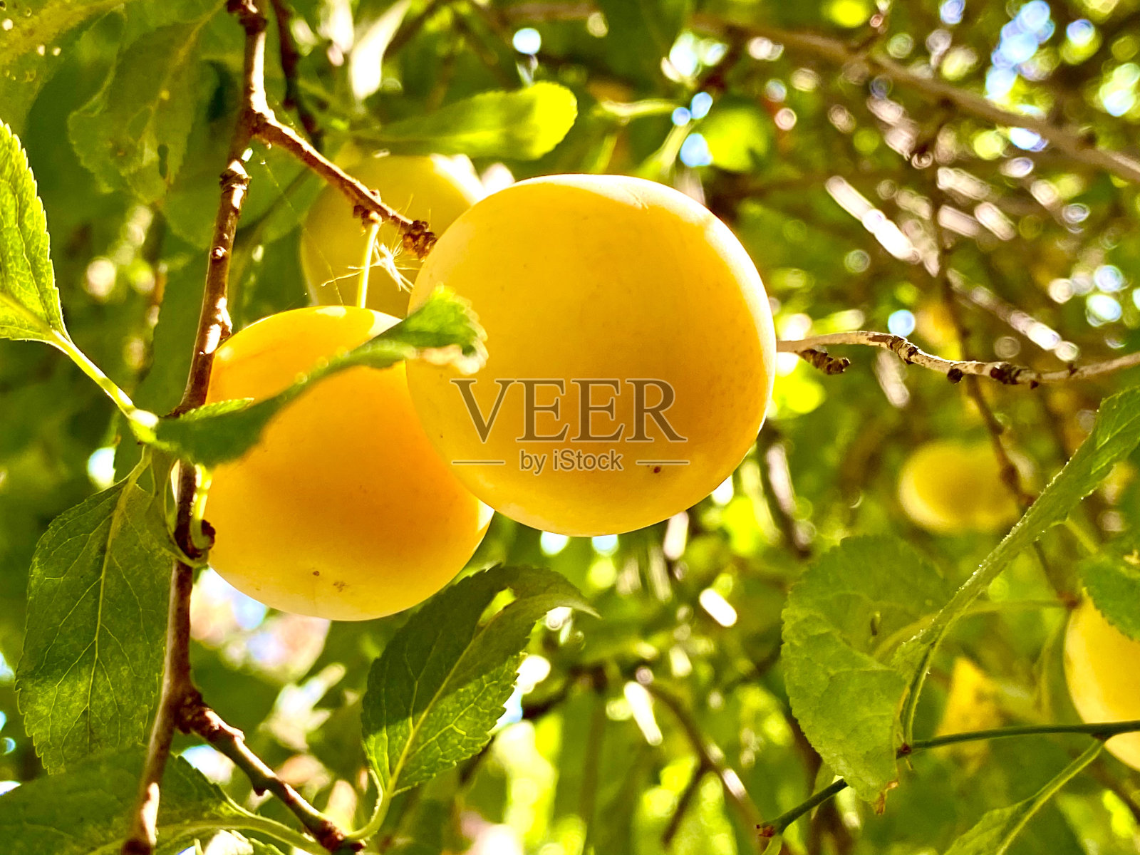 树上有两颗黄色的李子照片摄影图片