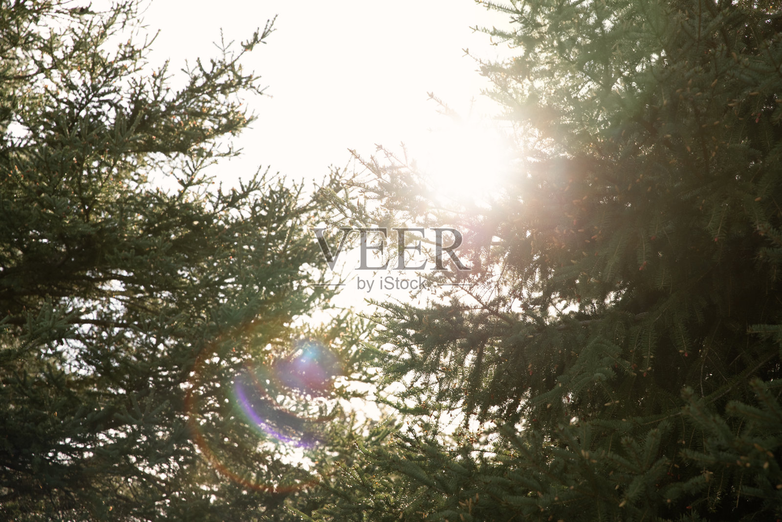 阳光穿过树林。加拿大安大略省。照片摄影图片