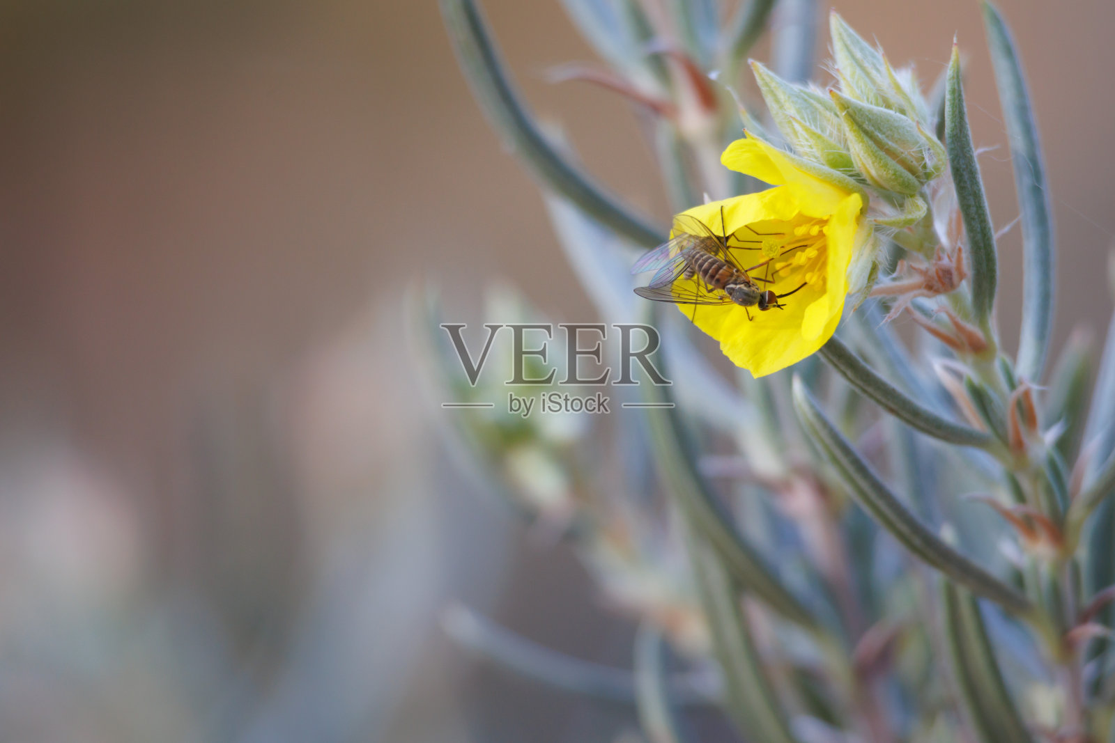 食食匍匐植物花椒花的小蜂蝇昆虫照片摄影图片