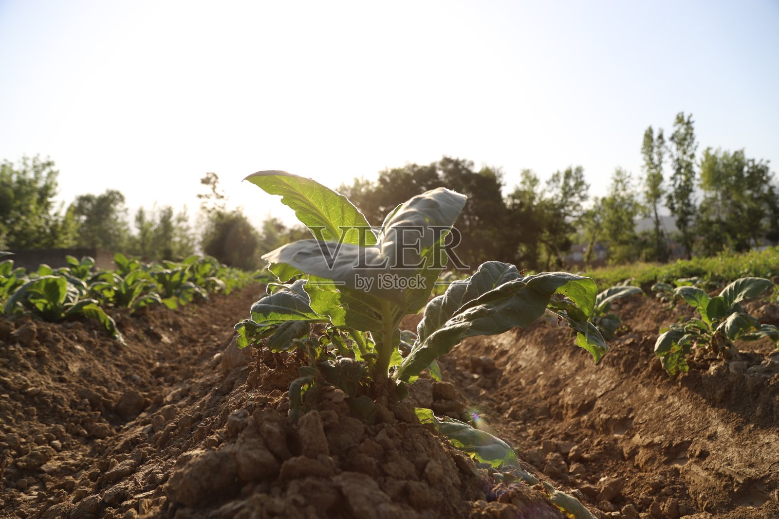 达巴格市场照片摄影图片