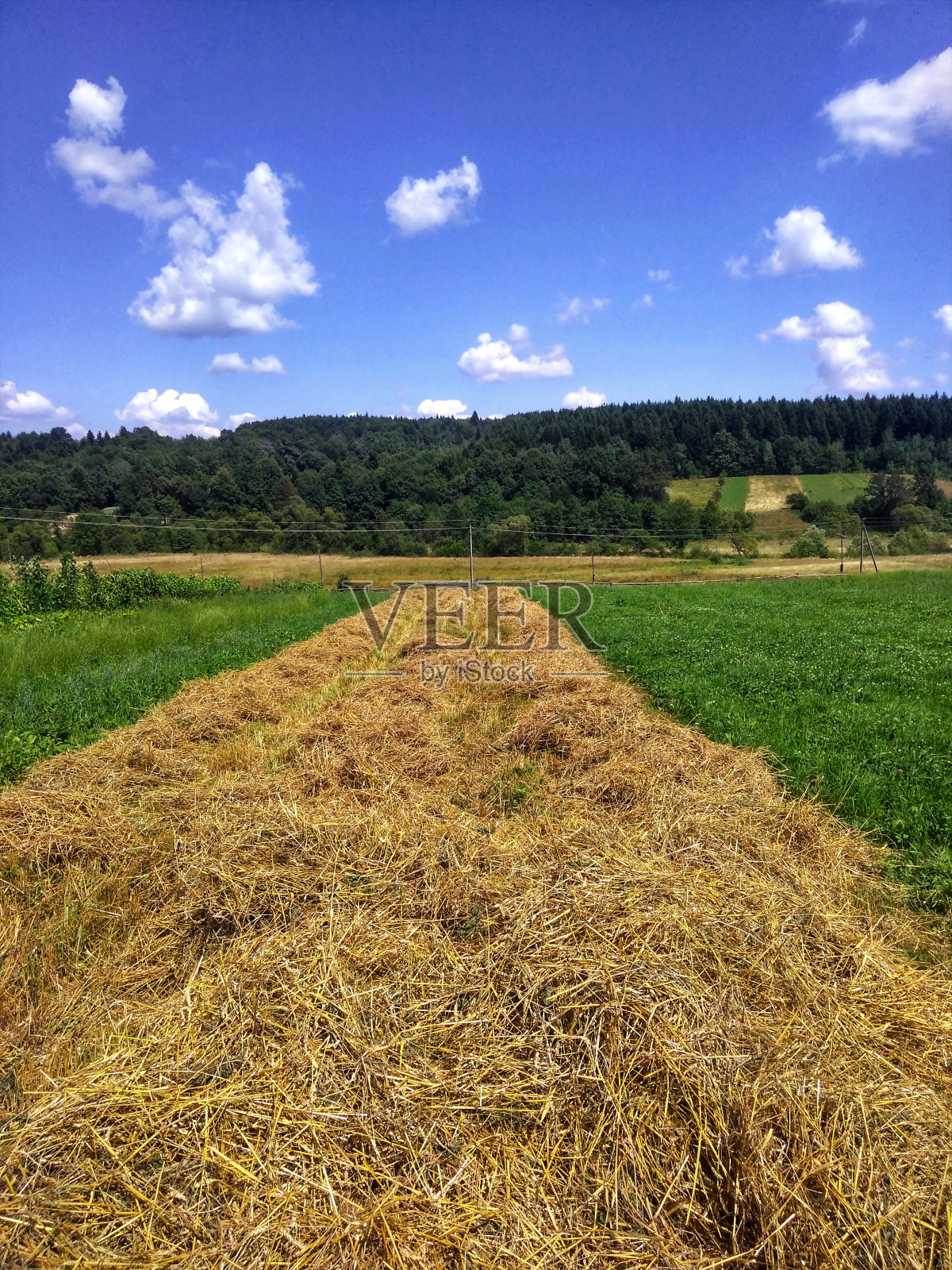 收割地里的秸秆残余物照片摄影图片