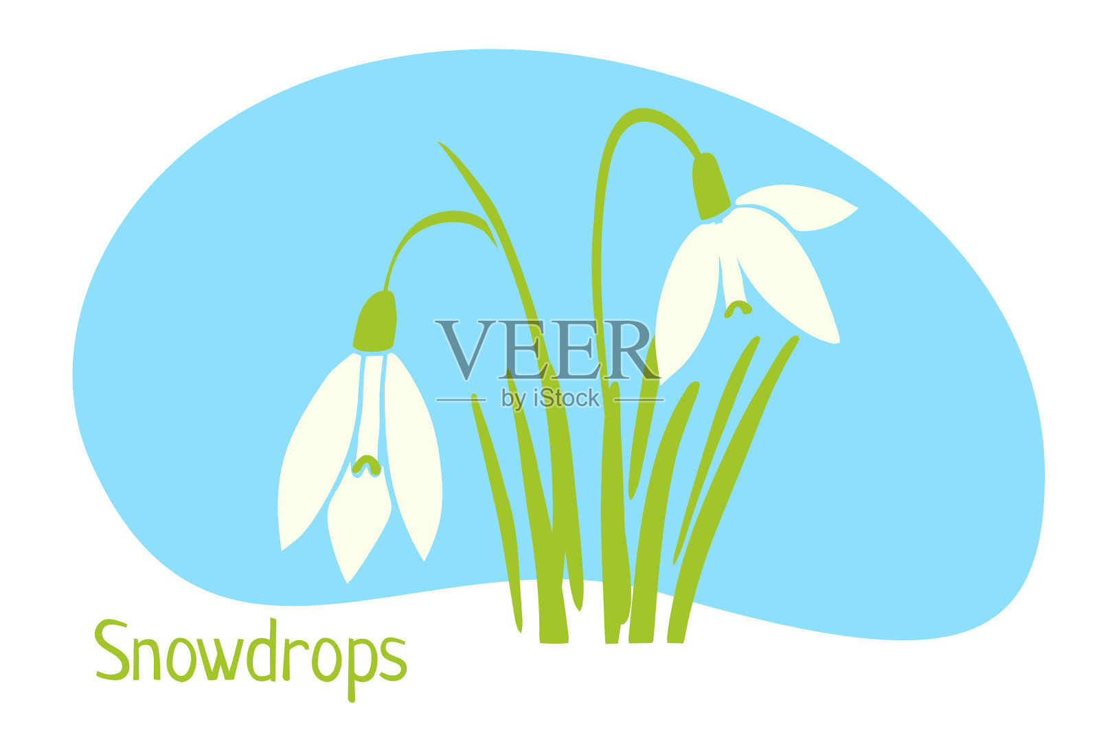 雪花莲。春暖花开。矢量插图孤立的季节问候明信片，海报，婚礼邀请，网络横幅，春季销售广告，园艺，假期插画图片素材