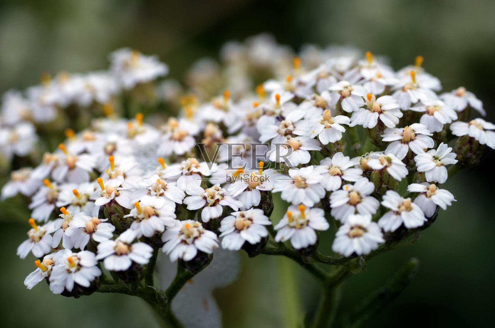 开花的药用植物蓍草(千叶蓍草)有选择性的重点照片摄影图片