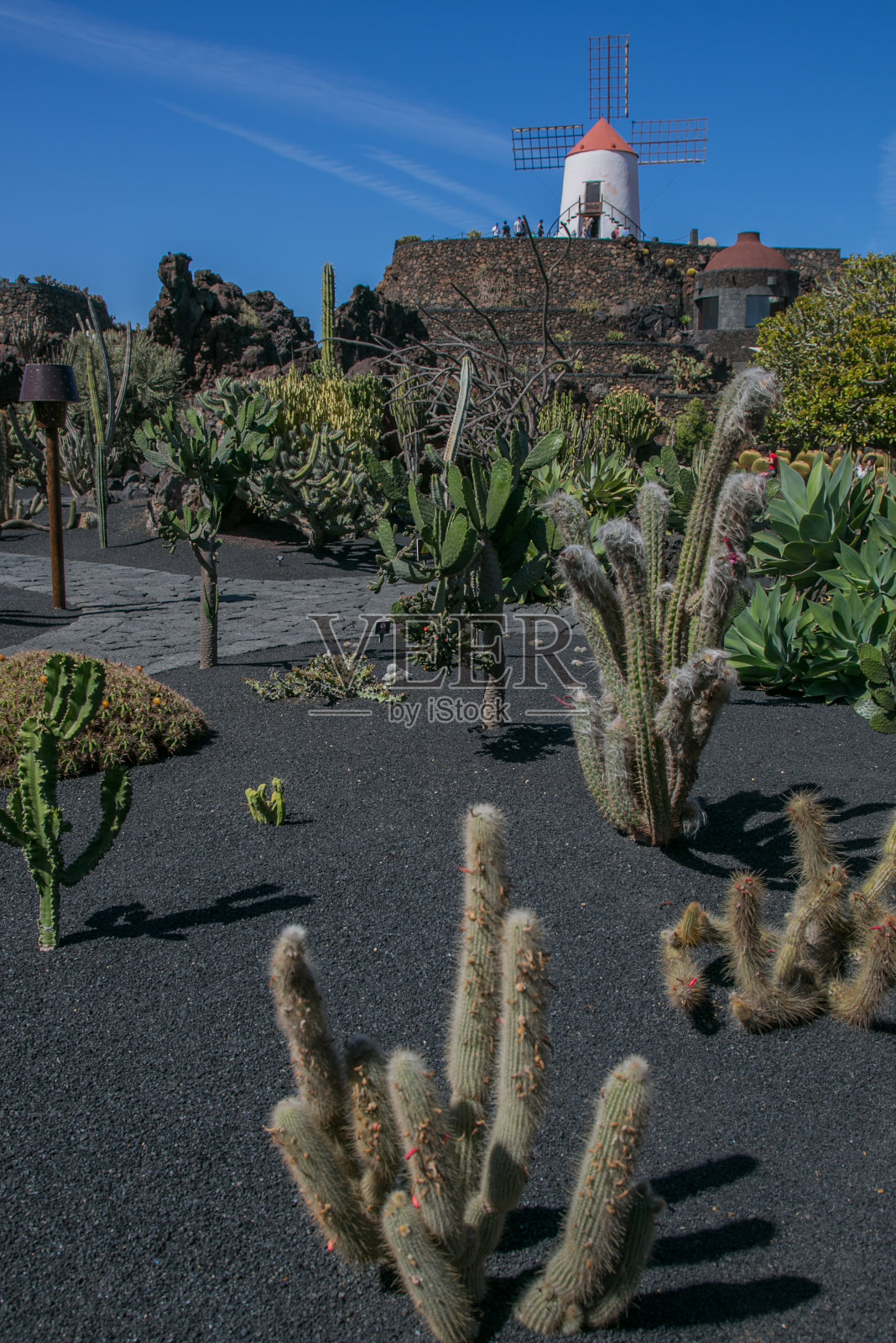 仙人掌花园，兰萨罗特照片摄影图片