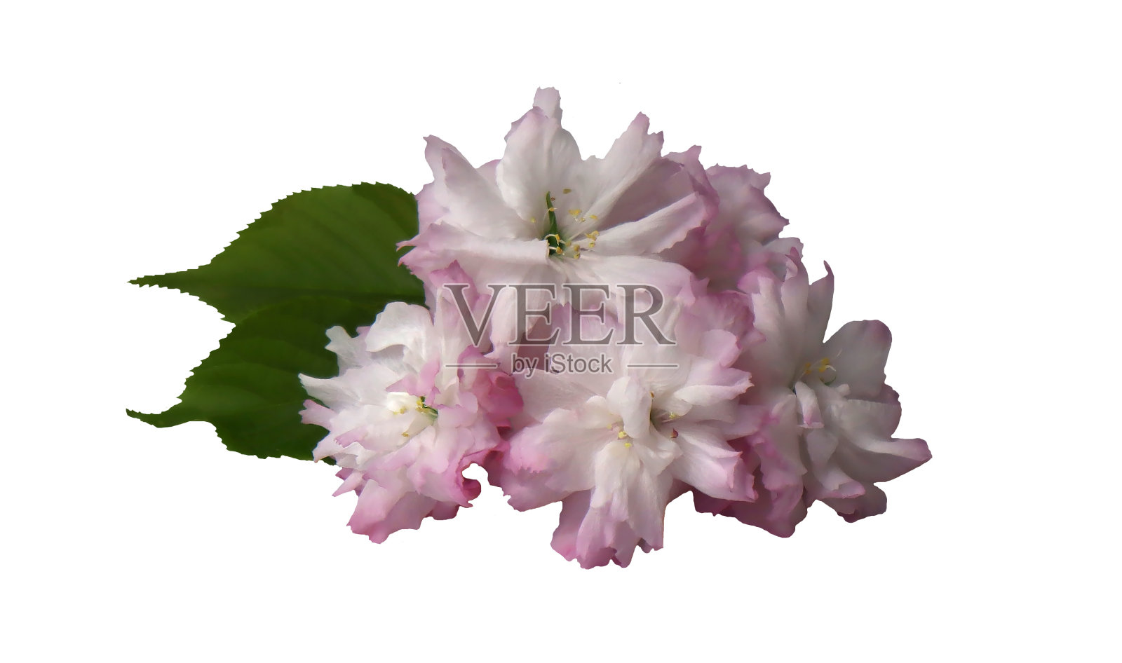 白色背景上孤立的粉红色樱花照片摄影图片