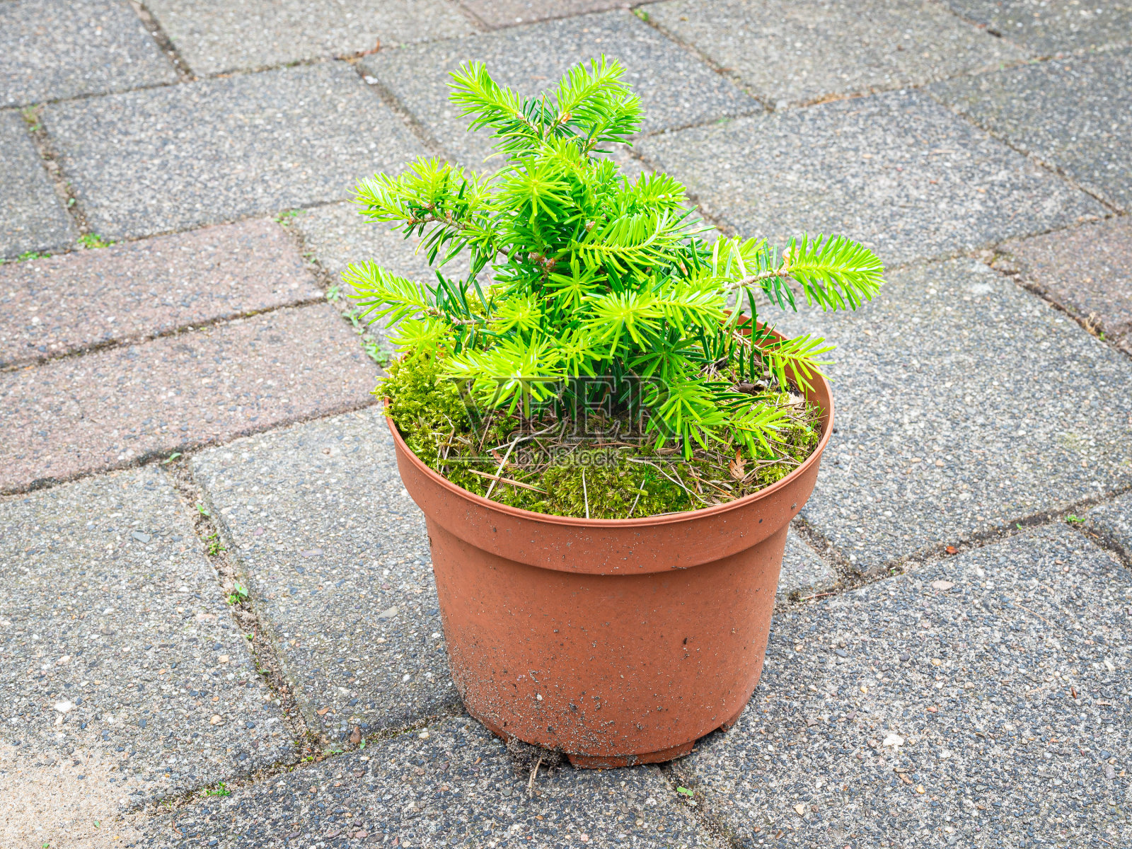 韩国银杉的幼苗照片摄影图片