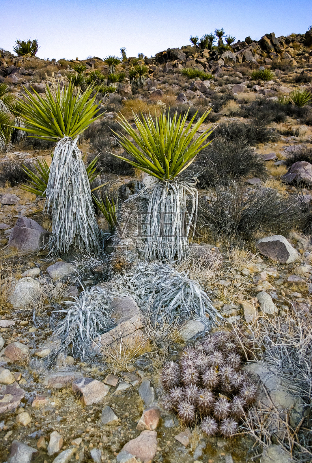 丝兰树和草莓刺猬仙人掌(Echinocereus engelmannii) -在加利福尼亚州约书亚树NP的沙漠岩石景观中，一组有长刺的仙人掌照片摄影图片
