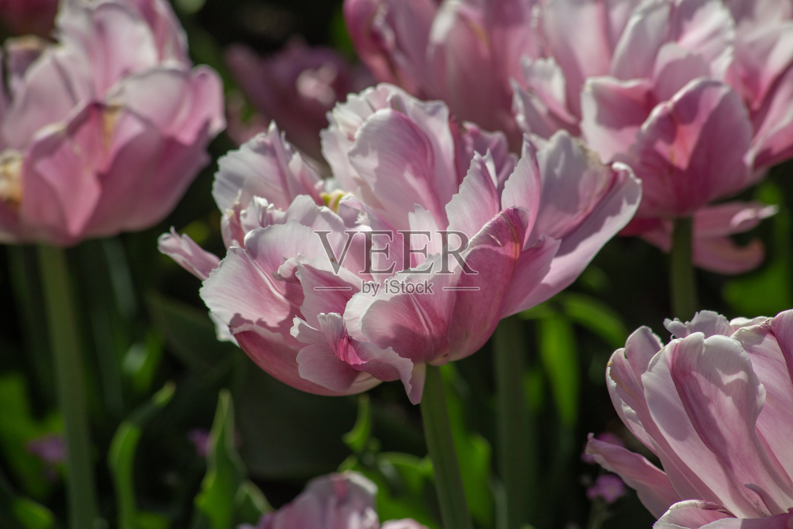 背景粉红牡丹郁金香在一个模糊的背景。在世界上。照片摄影图片