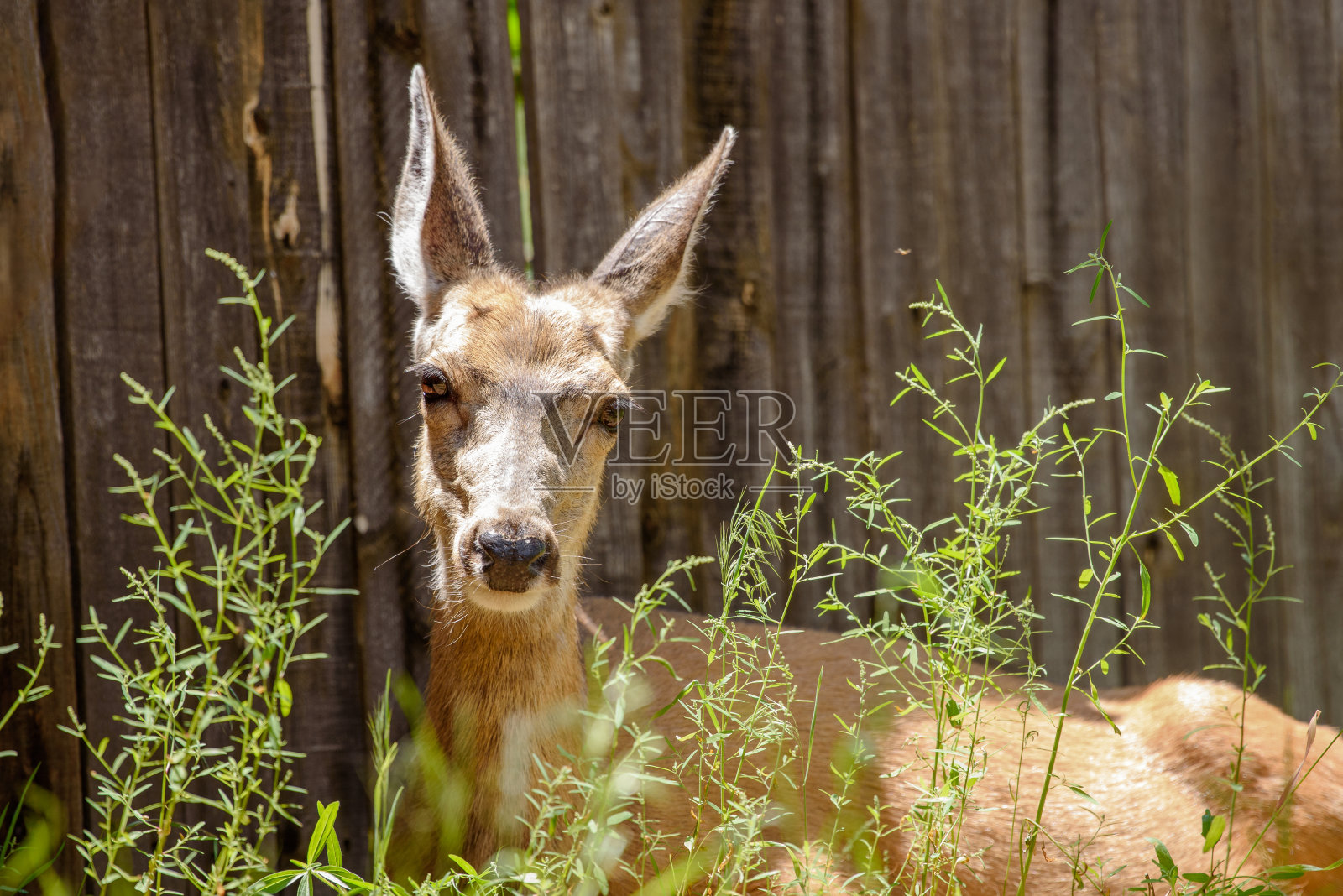 母鹿直视镜头照片摄影图片