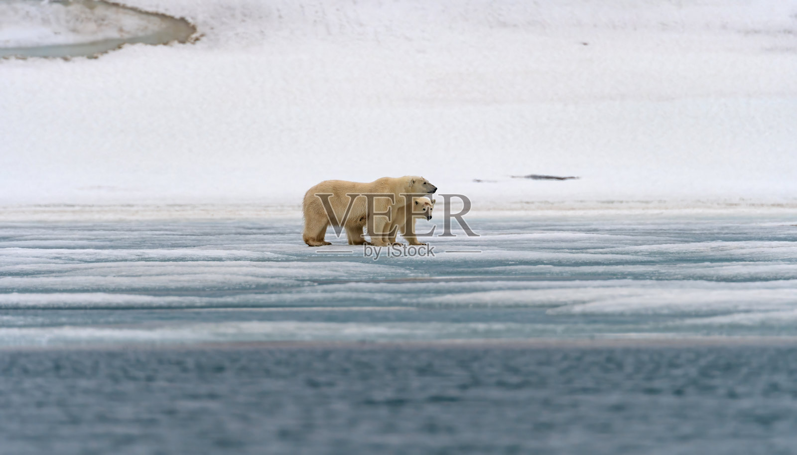 北极熊妈妈和小熊依偎在冰上照片摄影图片