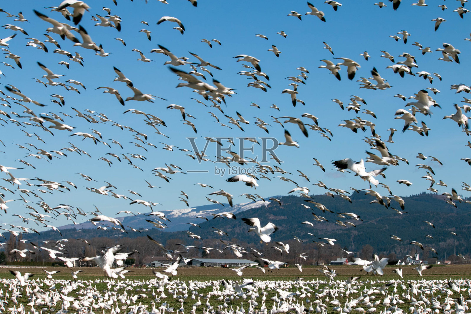 鸟照片摄影图片