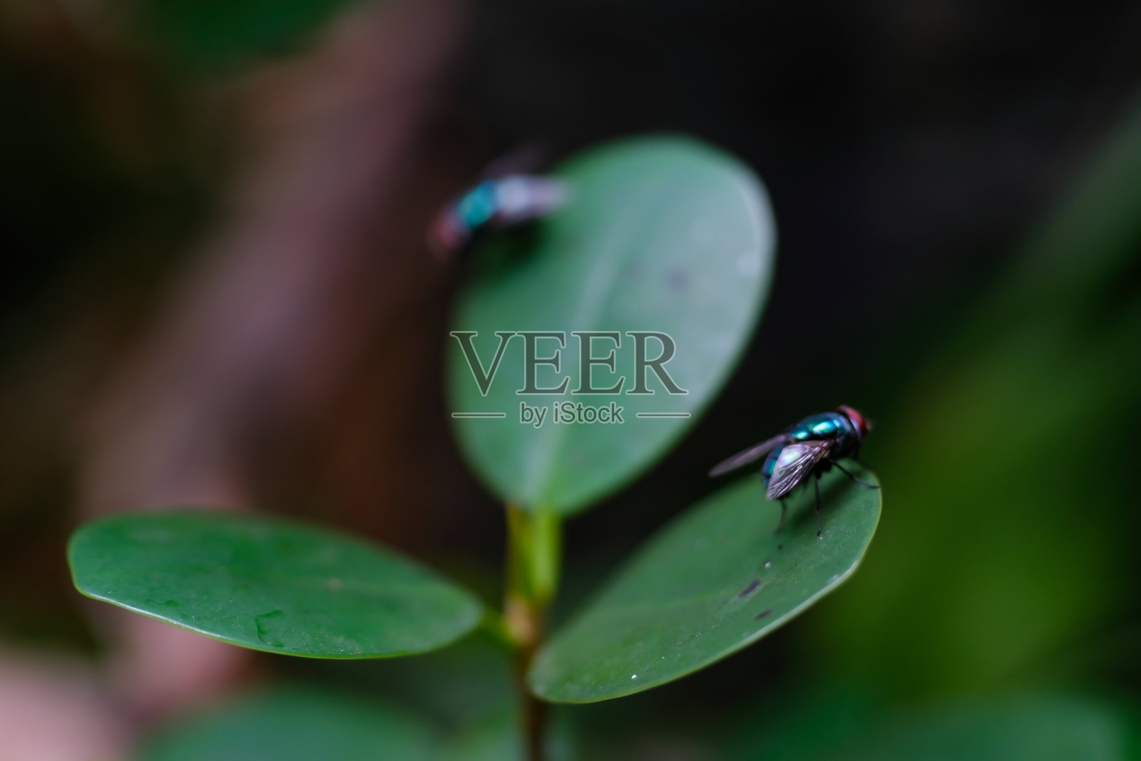 绿色的苍蝇在一片圆叶子上照片摄影图片