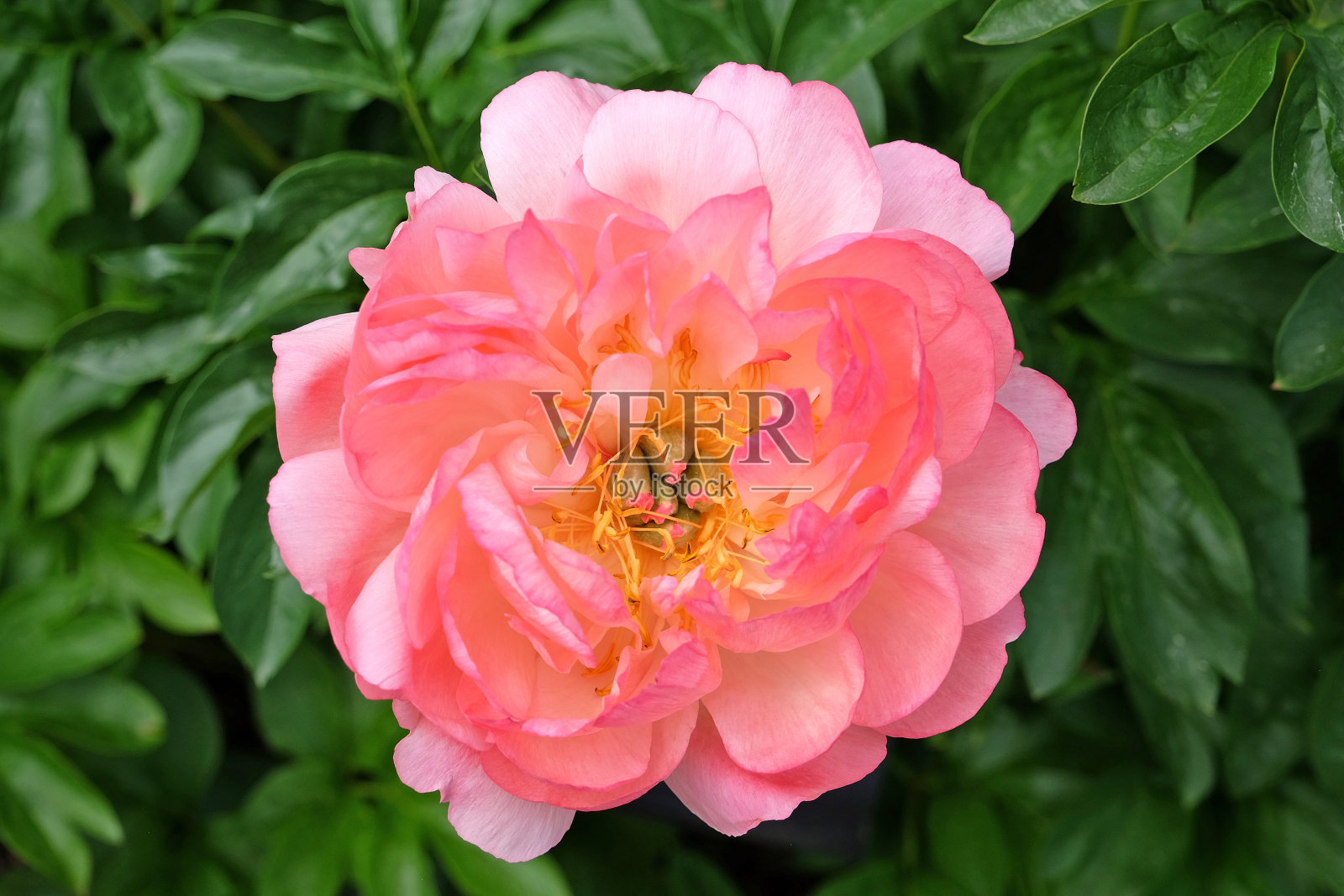 橙红色重瓣牡丹牡丹牡丹珊瑚日落花照片摄影图片